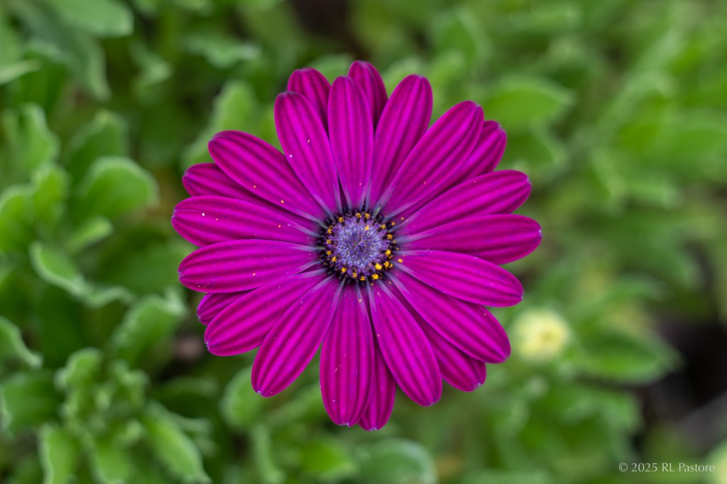 A purple African daisy. The color contrast and strong dead-on focus makes it appear to float way above the foliage (actually 3-4 inches). It also looks like it was cut and pasted.