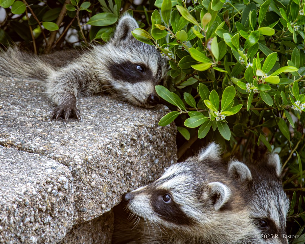 A baby raccoon struggles to climb a stone step to be with two of its three siblings. The pack of four broke into my yard while their mom was sleeping. She wasn’t pleased when she showed up since she’s super shy of humans and prefers to be nocturnal. I left so she could retrieve them.