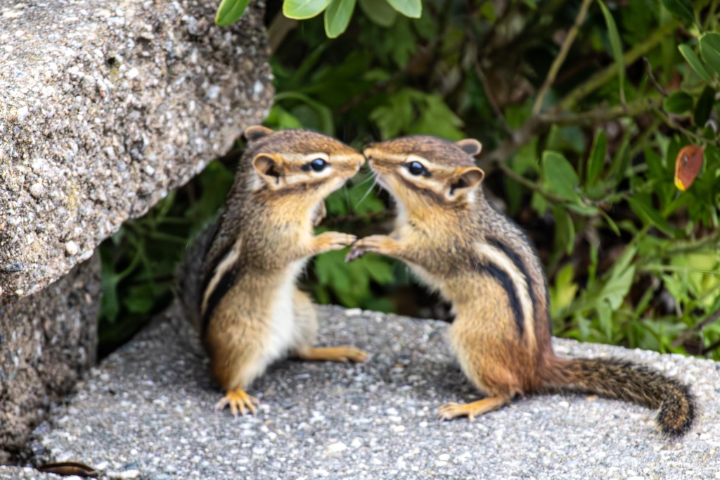 A pair of baby chipmunks symmetrically stand to touch noses. Taken two days after the baby raccoon invasion. I guess my steps are nature’s kiddie park.