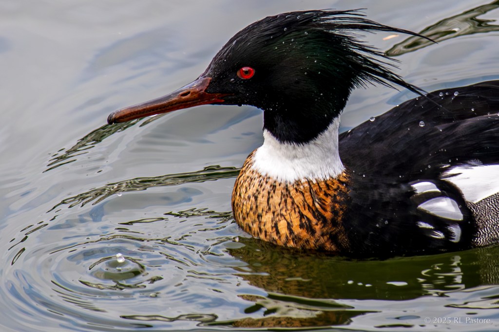 A red-breasted merganser swimming by. This is a fav because I got a decent take on the feather coloring and textures, but mainly because of the drop of water.