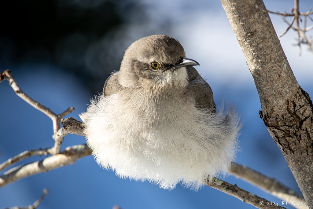 PHOOOF! A gust of winter wind fluffed out the downy feathers of this mockingbird showing how insulated they get for cold weather.