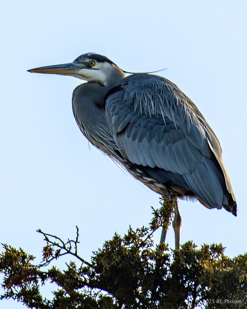 A great blue heron in profile. This heron has lived here for years, but every photo I got, until this, has been under low light conditions. I finally got a nice crisp photo.