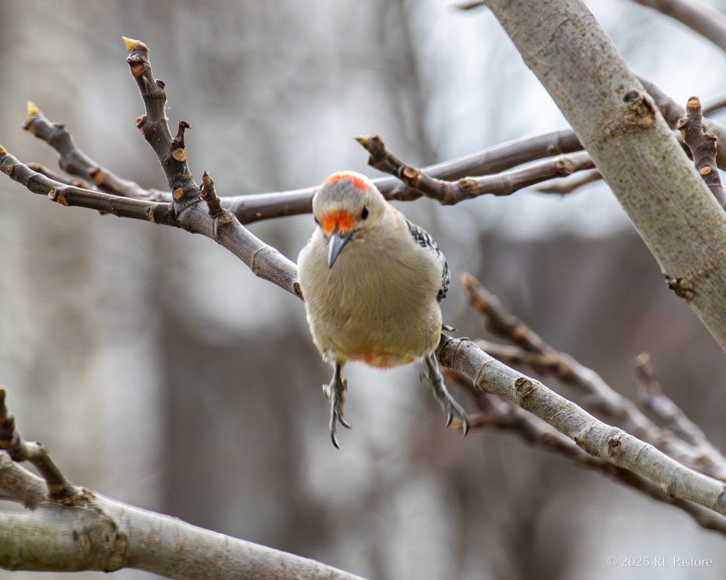 A red-breasted woodpecker opts to leap from one branch to another rather than use its wings. I posted four sequential photos, showing her preparing for the hop then landing, a few days ago on Bluesky. I was certain I’d get some spreading of wings. Instead, I got a unique leap.