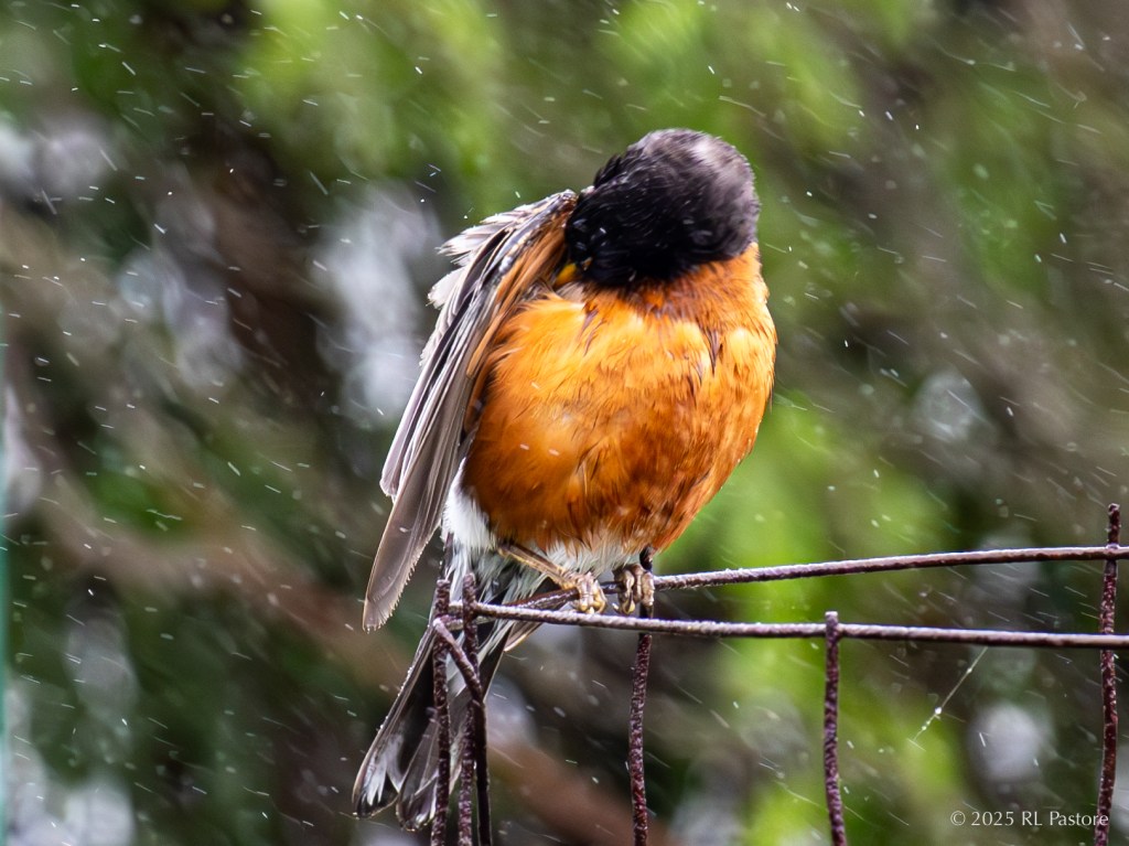 Another windy, rainy day photo. This one of a preening robin. I like the way the raindrops came out as well as the colors despite it being a dull day.