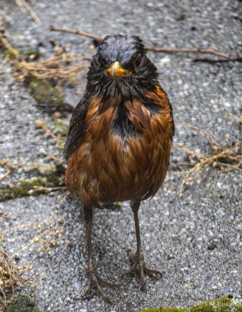 As I mentioned it rained a lot. I thought I was grumpy about it until I saw this drenched robin.