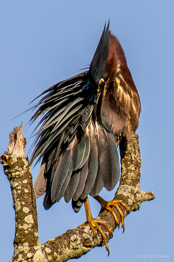 A green heron pauses to preen. I like this one since it highlights the variety of feathers and since there are only 3 elements (dead branch, heron, sky)