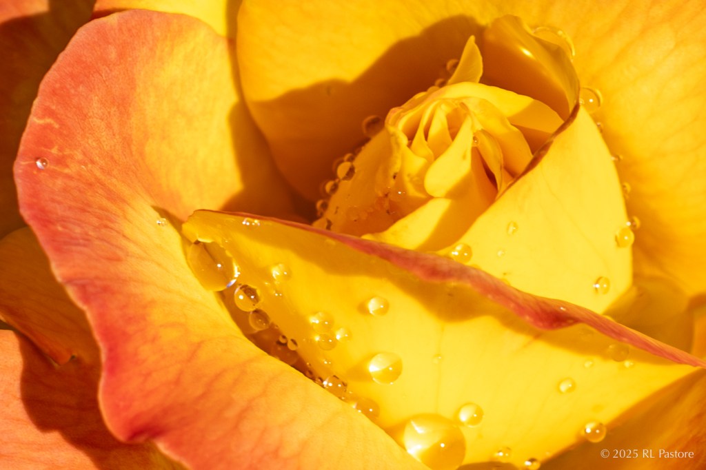 Raindrops on a yellow rose during sunset. It rained a lot this year, but that didn’t stop me. I like this because of the sunlit drops and the hint of the golden ratio spiral.